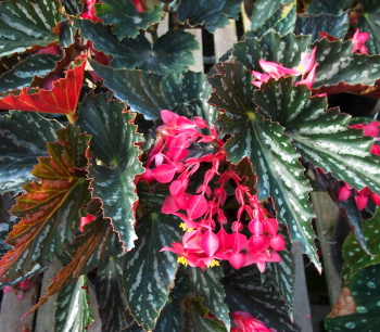 B. ‘Lady Katsu’